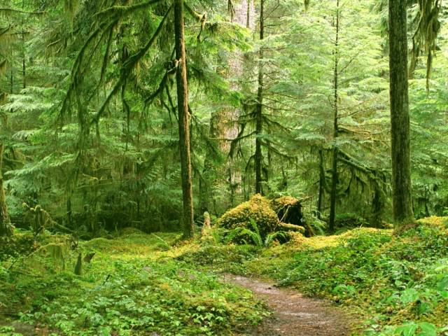 غابات شبه استوائية رطبة في أوراسيا غابات شجرية و شجيرات