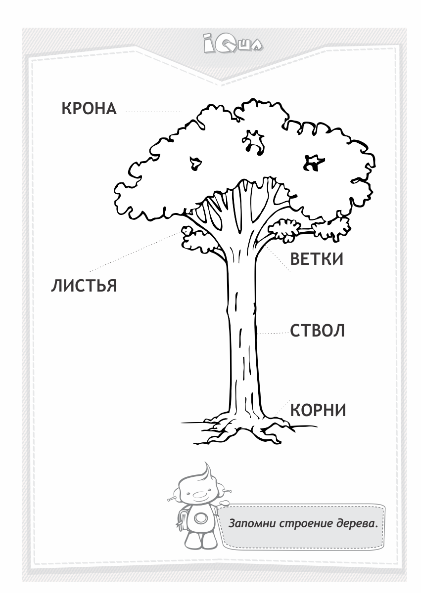 Картинки по запросу изучаем дерево ствол лист крона